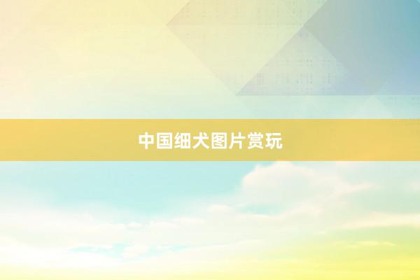 中国细犬图片赏玩